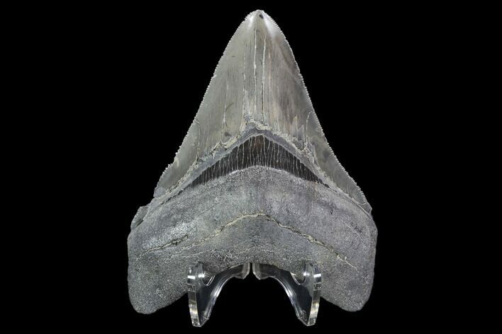 Serrated, Fossil Megalodon Tooth - Georgia #101510